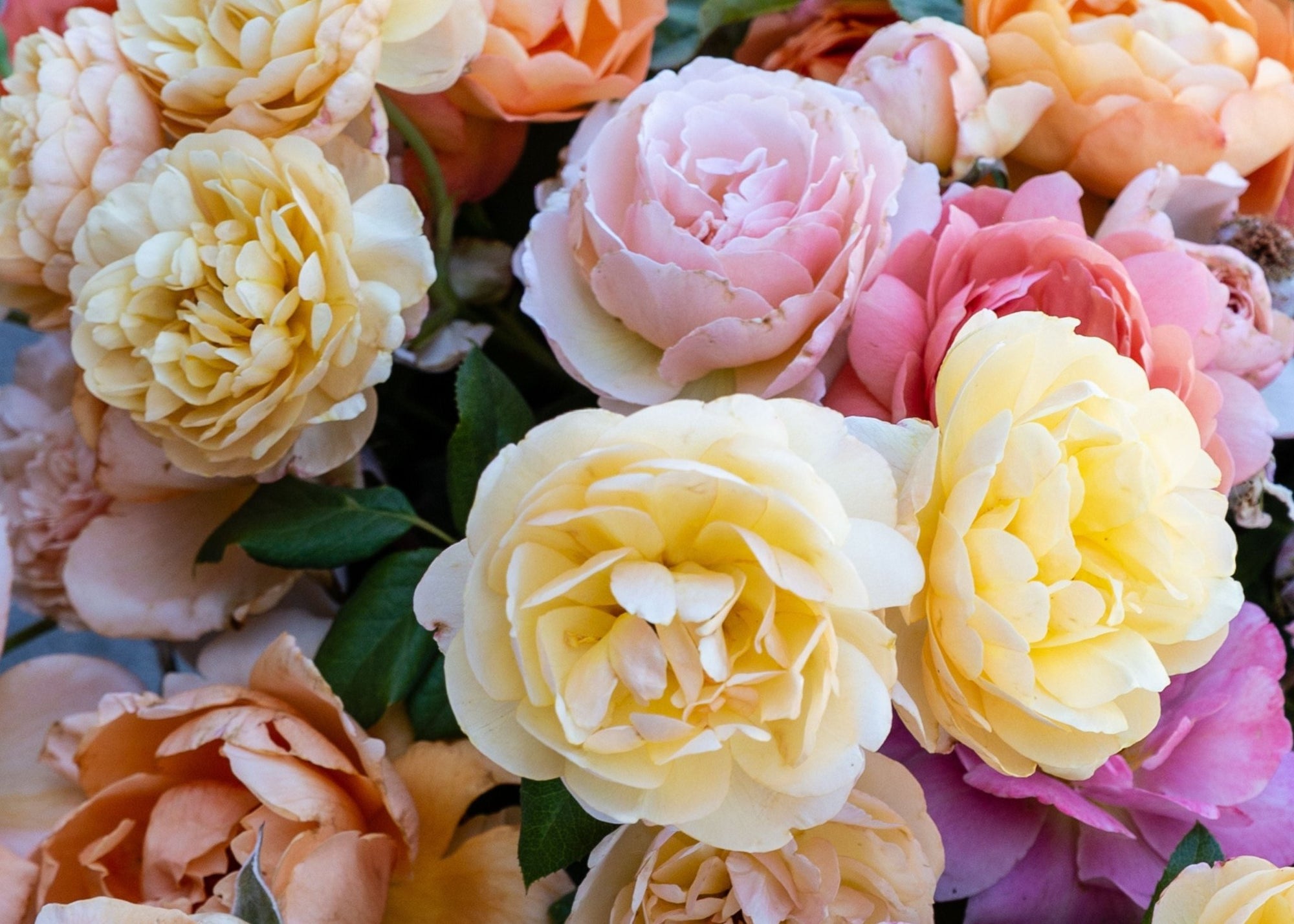 Ask Felicia: Best Roses for Perennial Borders - Menagerie Farm & Flower