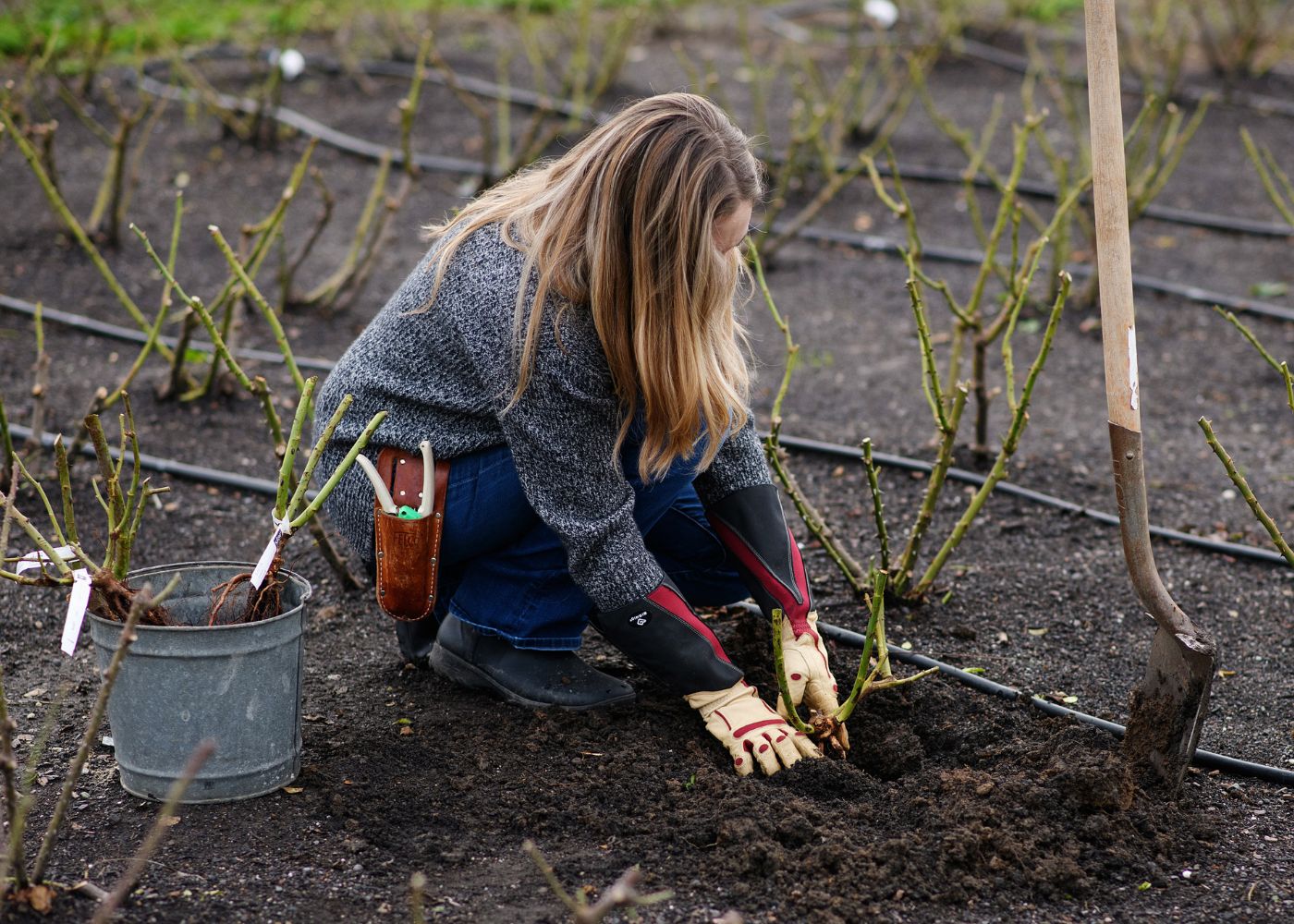 Common Bare Root Rose Planting & Care Mistakes - Menagerie Farm & Flower