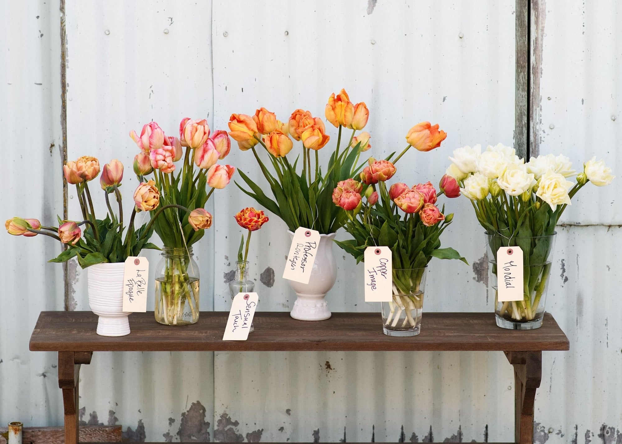 Discover New 2024 Pre-Cooled Tulip Bulb Varieties - Menagerie Farm & Flower