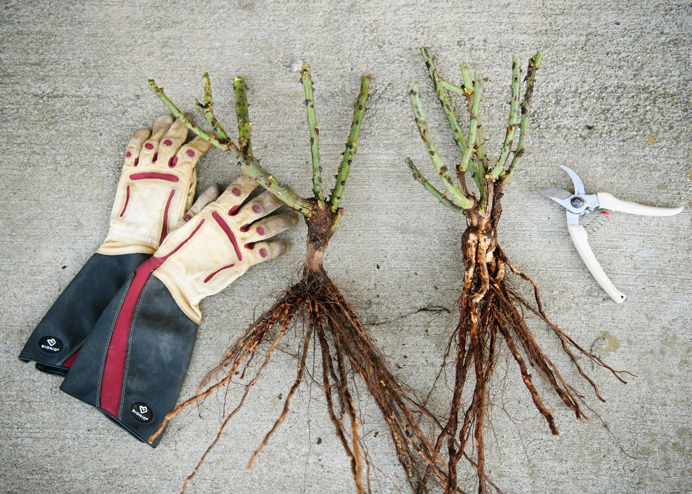 Grafted vs. Own Root Bare Root Roses - Menagerie Farm & Flower