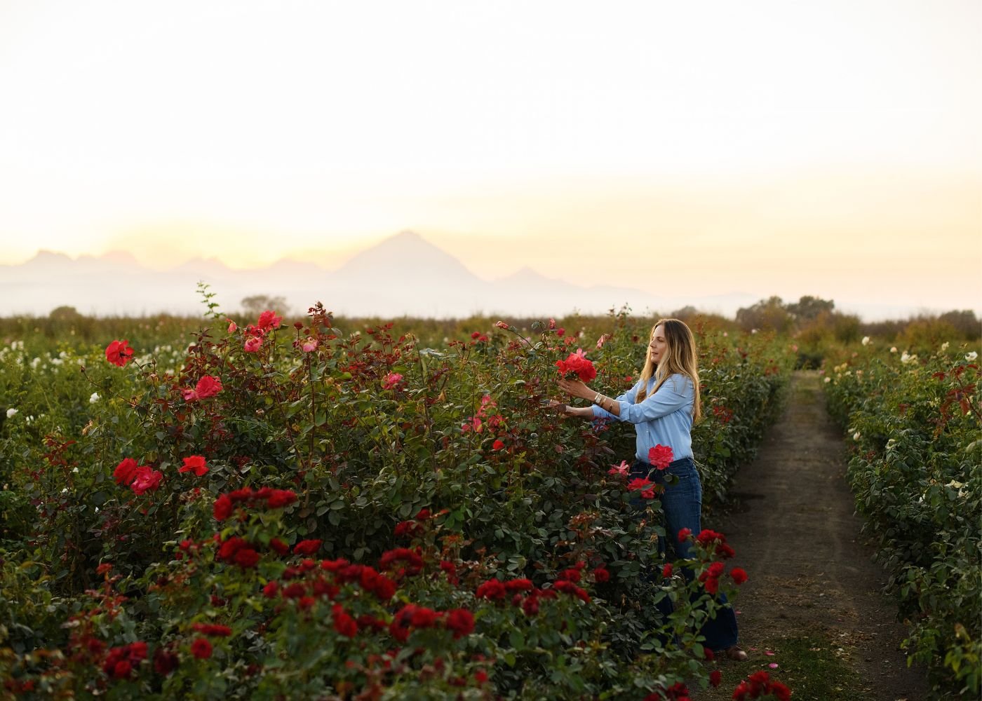 How to Care for Garden Roses in the Fall - Menagerie Farm & Flower