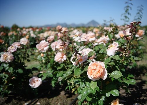 How to Transplant Roses - Menagerie Farm & Flower