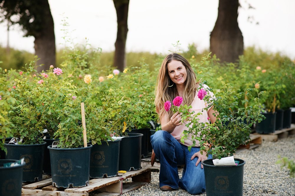 Potted Rose Sale Questions & Answers - Menagerie Farm & Flower