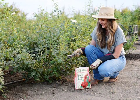 Tips for Fertilizing Your Roses - Menagerie Farm & Flower