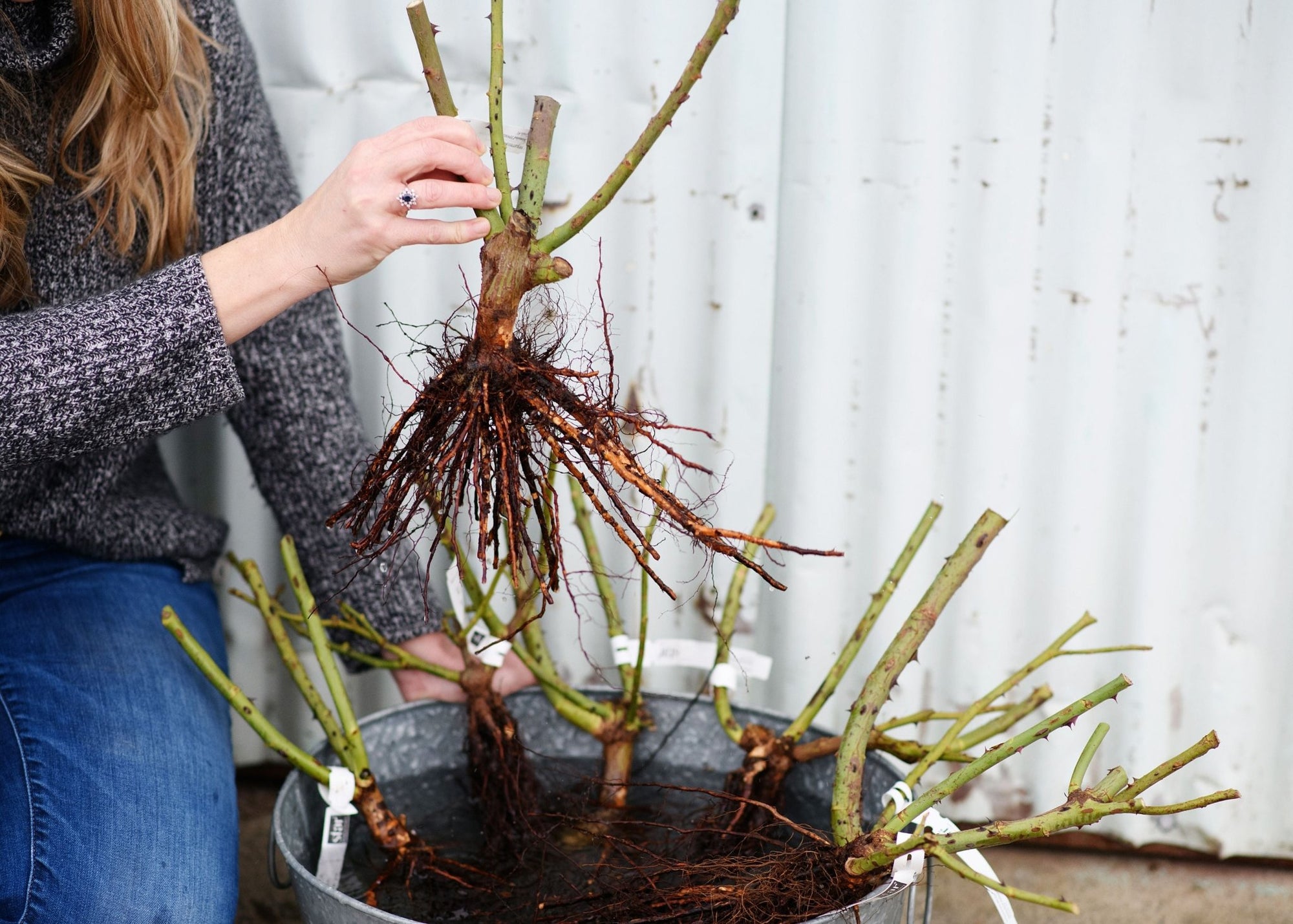 Weekly Newsletter Vol 9: The Pros of Planting Bare Root Roses - Menagerie Farm & Flower