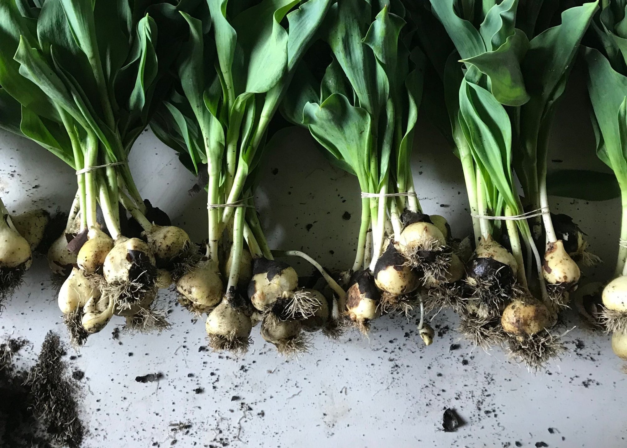 What Are Pre-Cooled Tulip Bulbs - Menagerie Farm & Flower