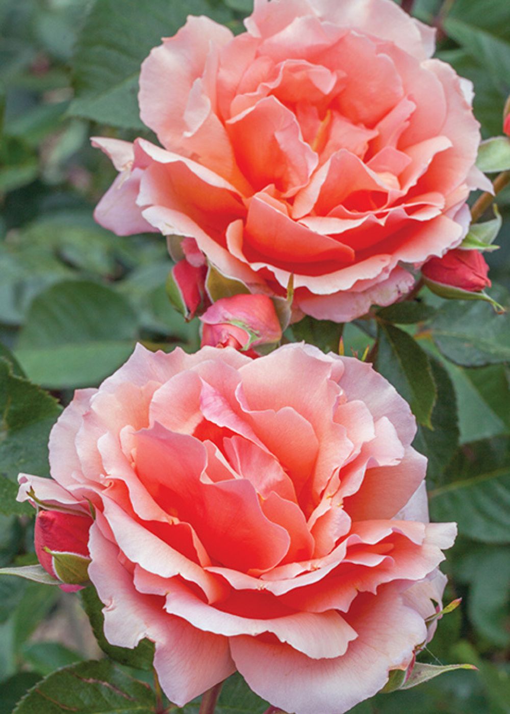 Apricot Candy™ Rose Bare Root - Menagerie Farm & Flower