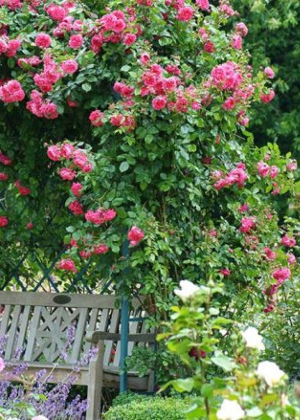 Arborose® Laguna™ Climbing Rose Bare Root