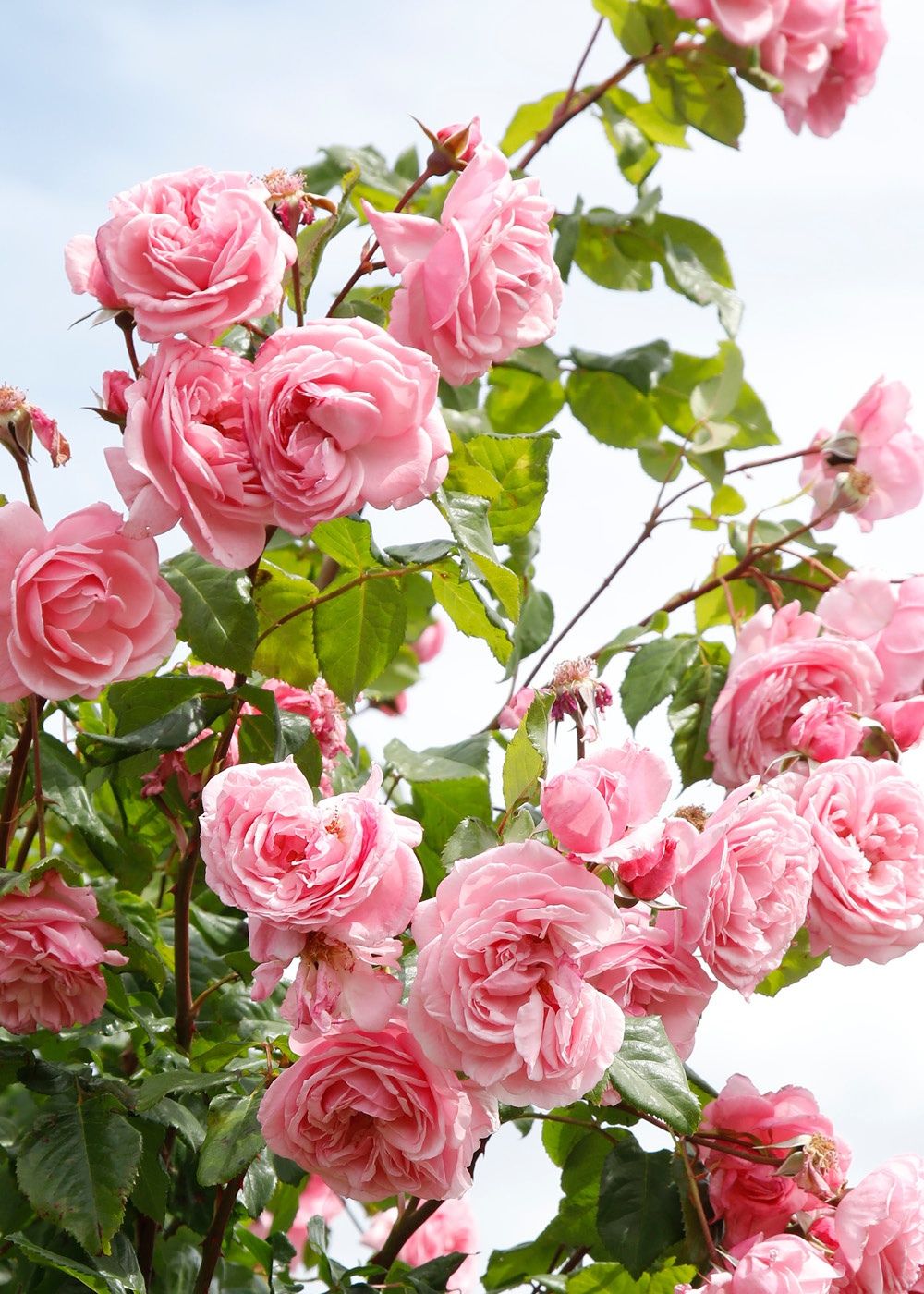 Arborose® Kiss Me Kate™ Climbing Rose Potted - Menagerie Farm &amp; Flower