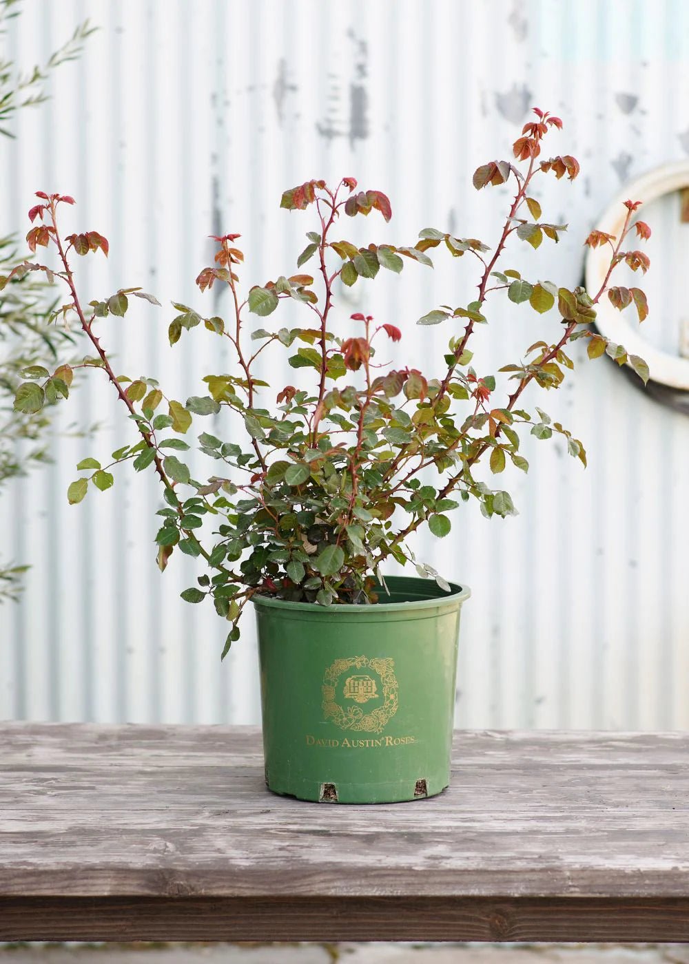 Elizabeth® Rose Potted - Menagerie Farm &amp; Flower