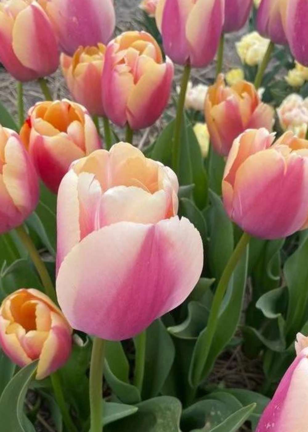 Pre - Cooled Coral Pride Tulip Bulbs - Menagerie Farm & Flower