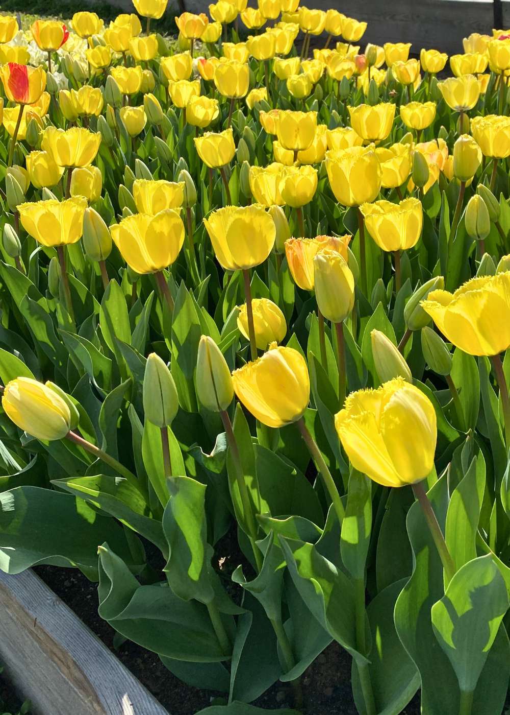 Pre - Cooled Fringed Elegance Tulip Bulbs - Menagerie Farm &amp; Flower