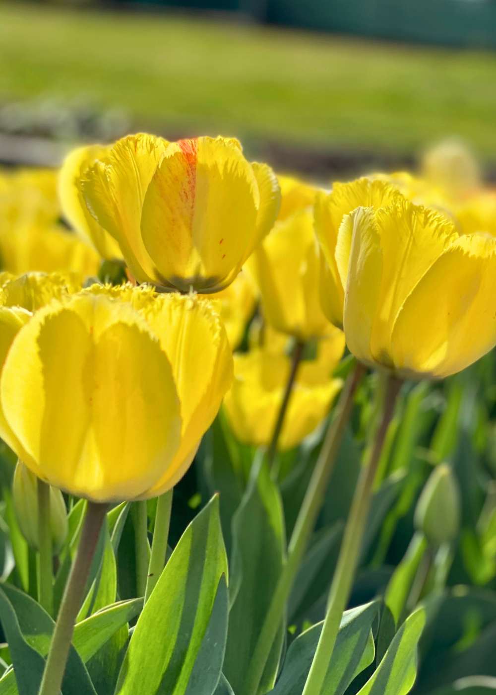 Pre - Cooled Fringed Elegance Tulip Bulbs - Menagerie Farm & Flower