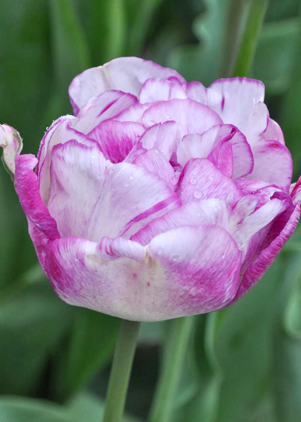 Pre - Cooled Shirley Tulip Bulbs - Menagerie Farm & Flower