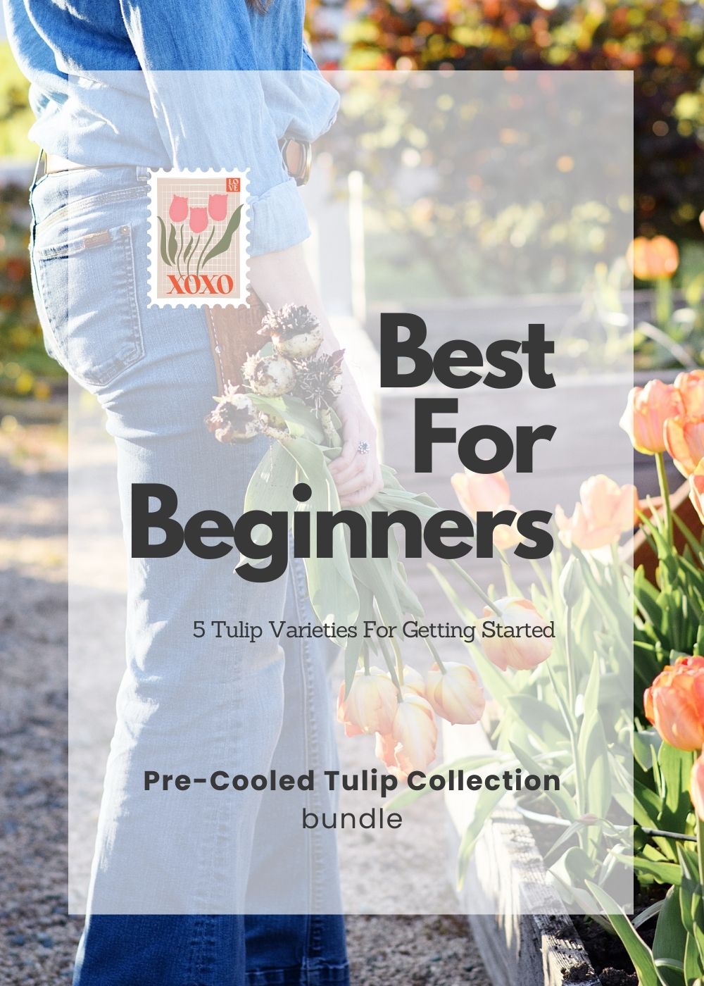 Pre - Cooled Tulip Bulbs Beginner&#39;s Collection - Menagerie Farm &amp; Flower