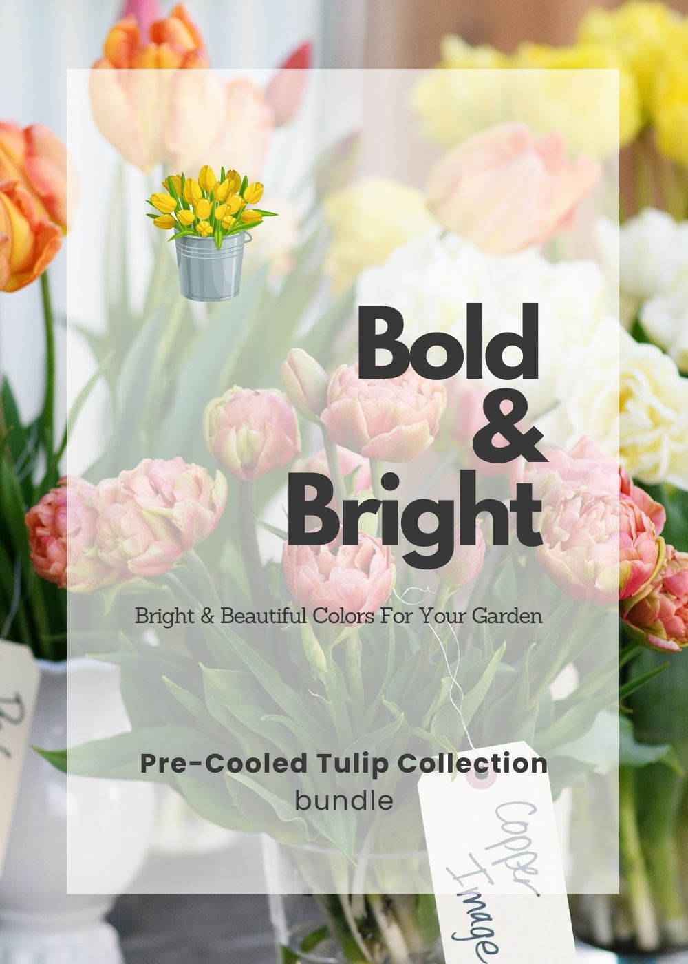 Pre - Cooled Tulip Bulbs Bold &amp; Bright Collection - Menagerie Farm &amp; Flower