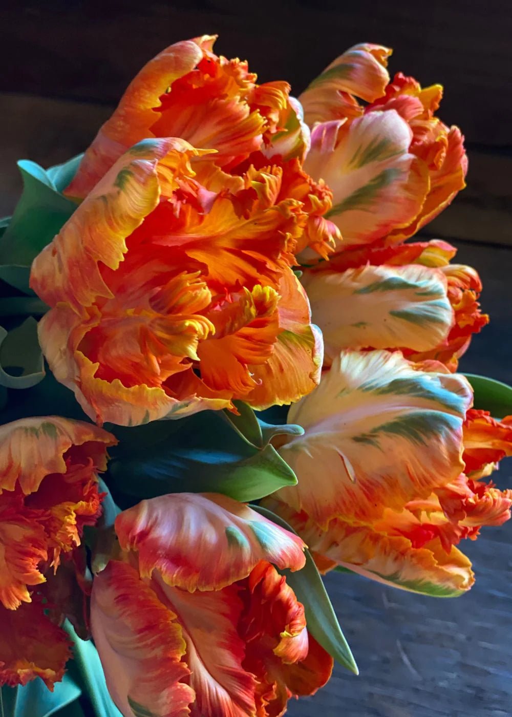 Pre - Cooled Tulip Bulbs Over The Rainbow Collection - Menagerie Farm &amp; Flower