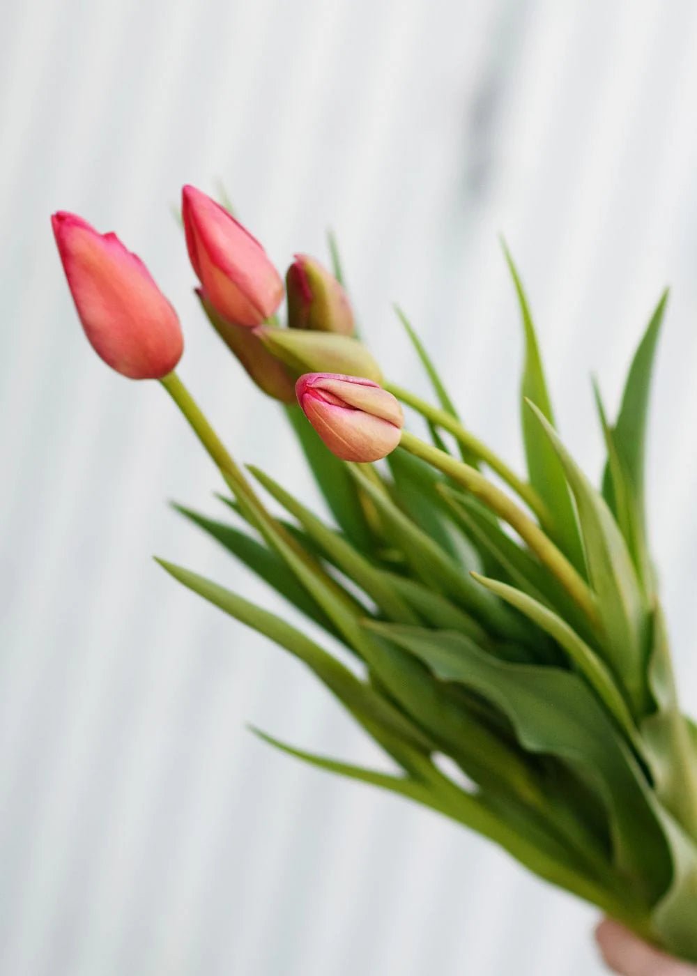 Pre - Cooled Tulip Bulbs Over The Rainbow Collection - Menagerie Farm &amp; Flower