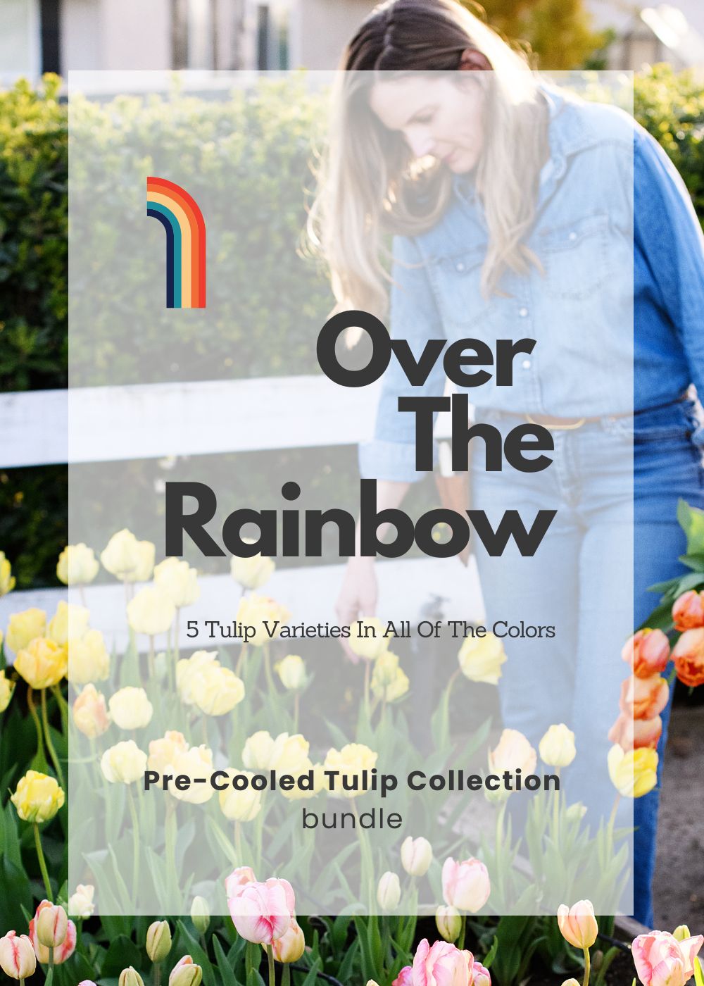 Pre - Cooled Tulip Bulbs Over The Rainbow Collection - Menagerie Farm &amp; Flower