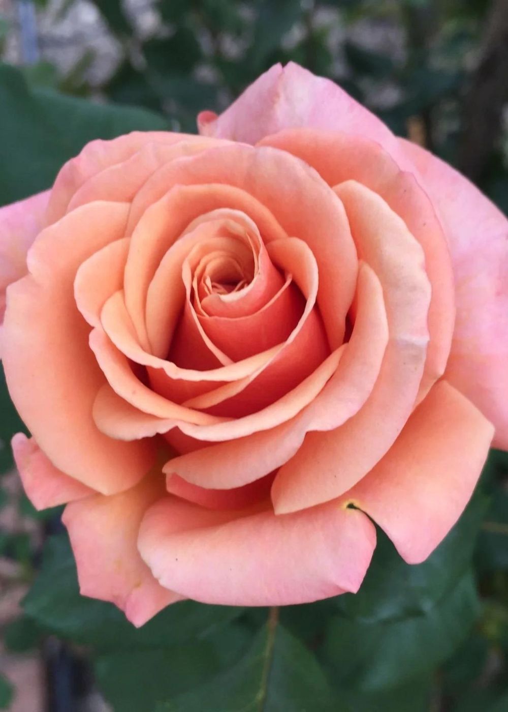 Singin' In The Rain Rose Potted - Menagerie Farm & Flower