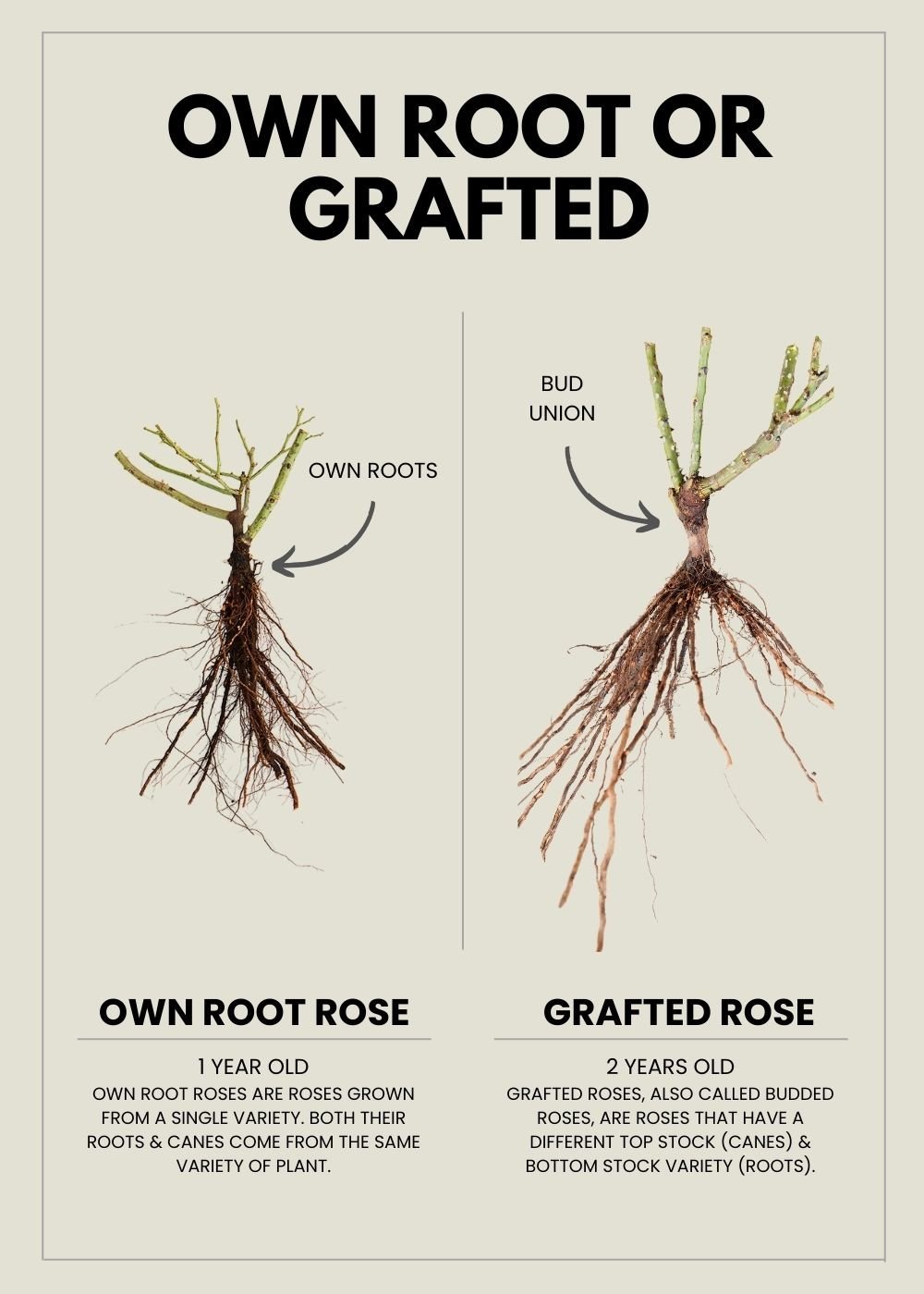 Tiamo™ Rose Bare Root - Menagerie Farm &amp; Flower