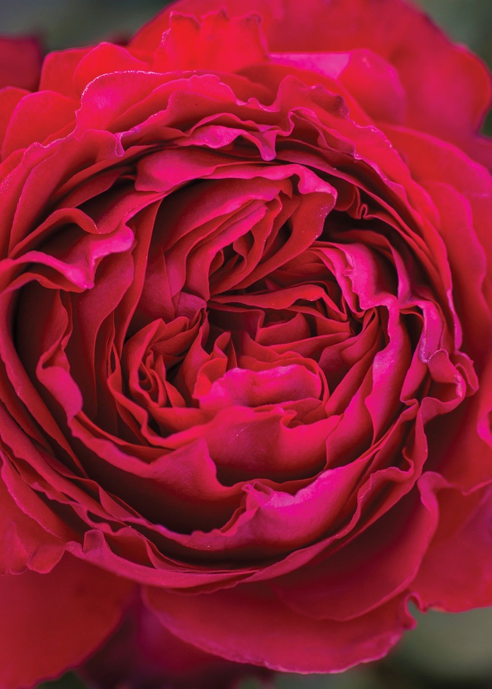 Traviata® Rose Bare Root - Menagerie Farm &amp; Flower