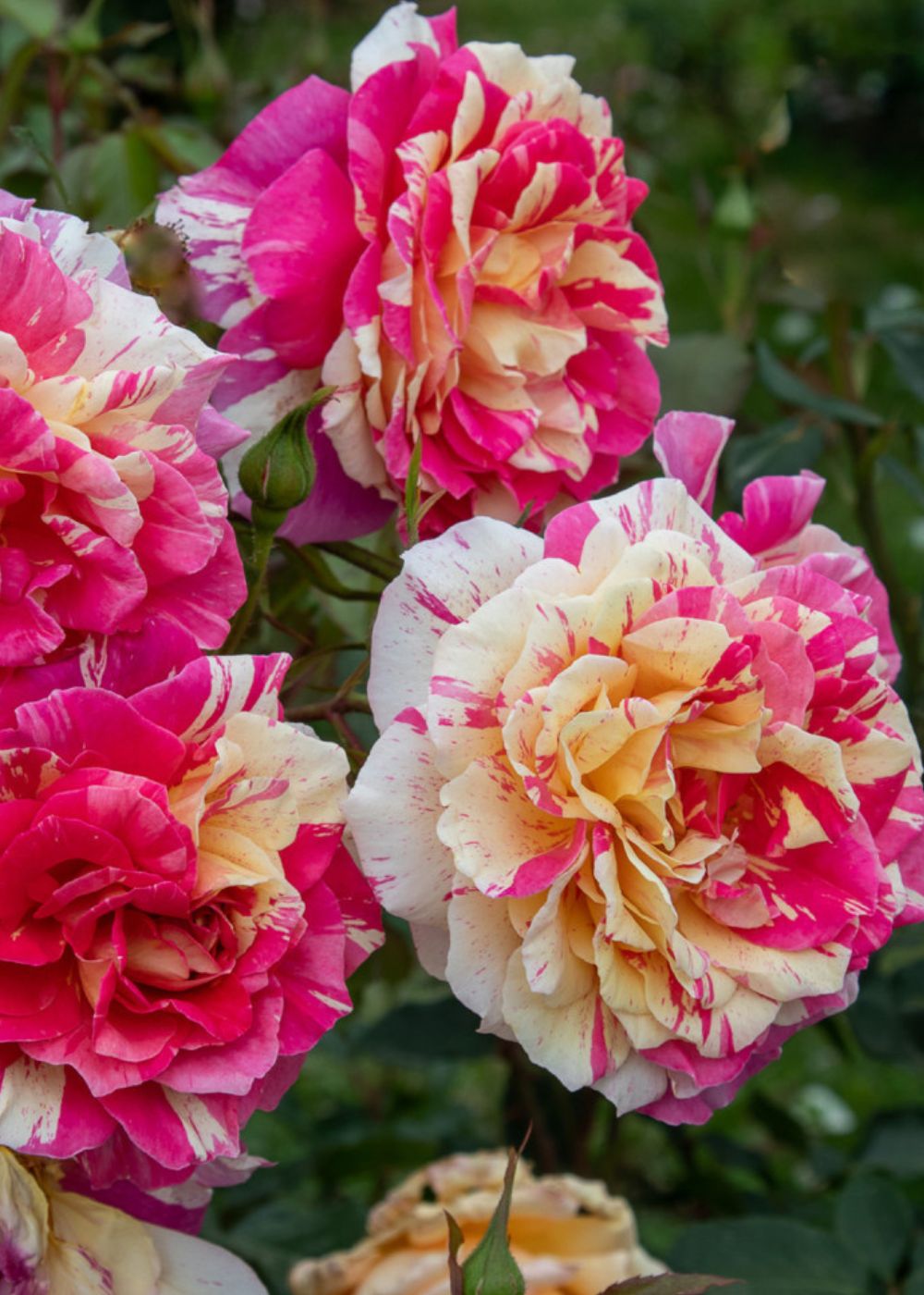 All American Magic™ Rose Bare Root - Menagerie Farm & Flower