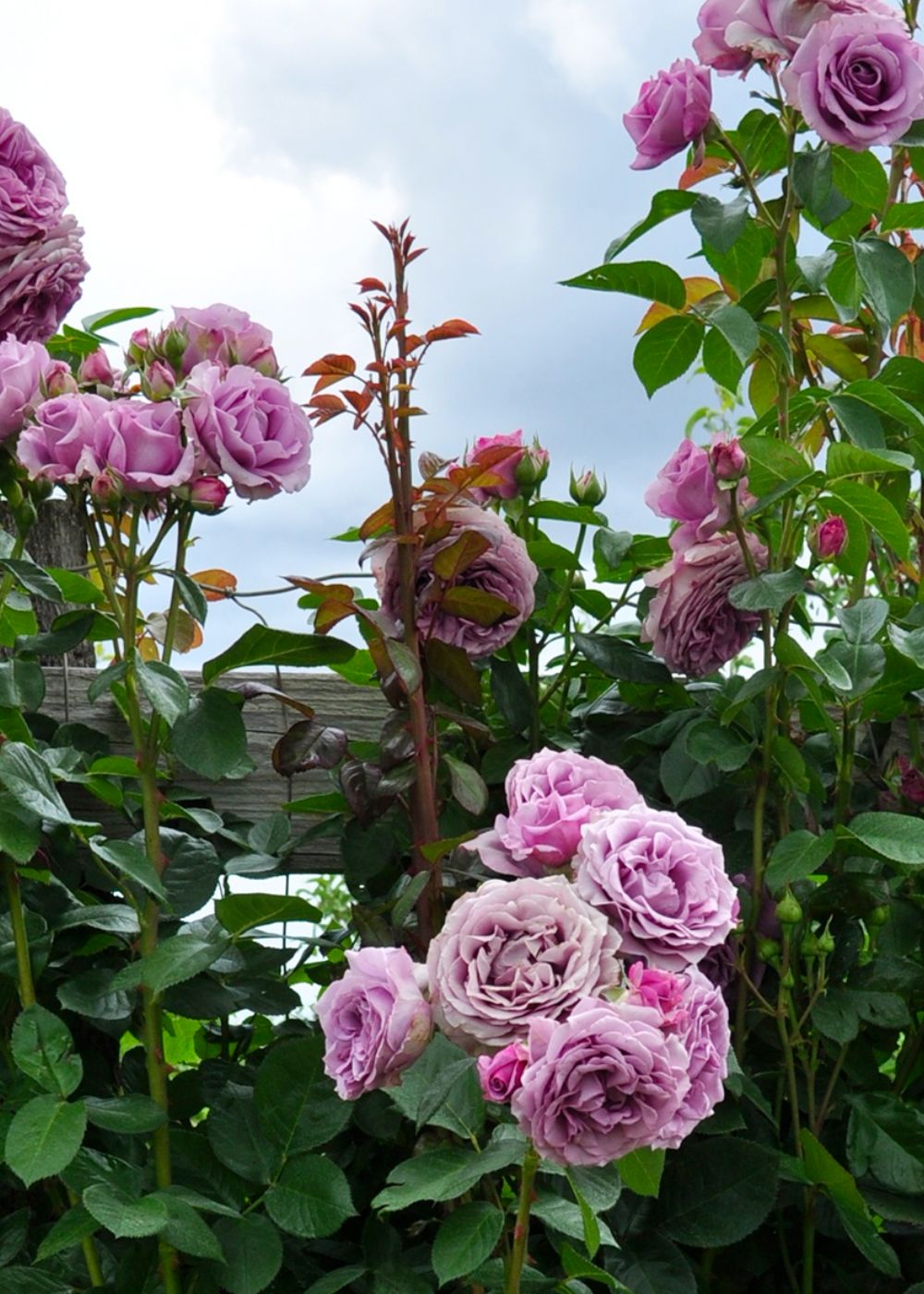 Arborose® Quicksilver™ Rose Bare Root - Menagerie Farm & Flower