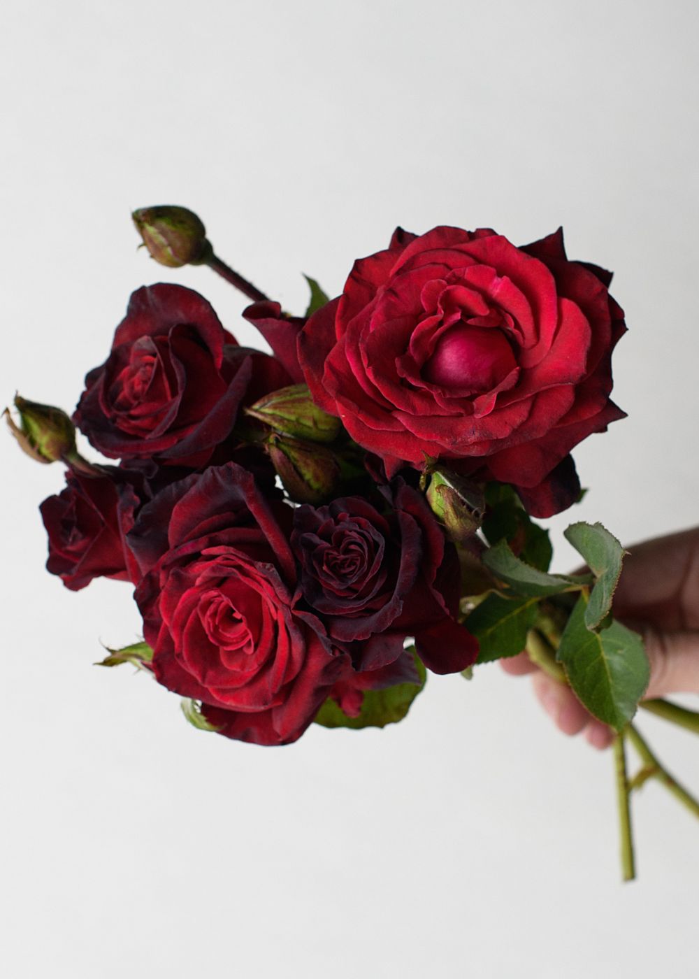 Black Baccara® Rose Bare Root - Menagerie Farm & Flower