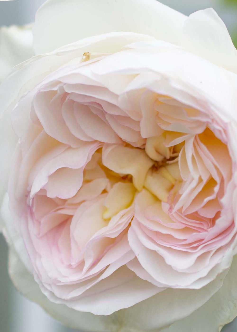 Bolero™ Rose Bare Root - Menagerie Farm &amp; Flower