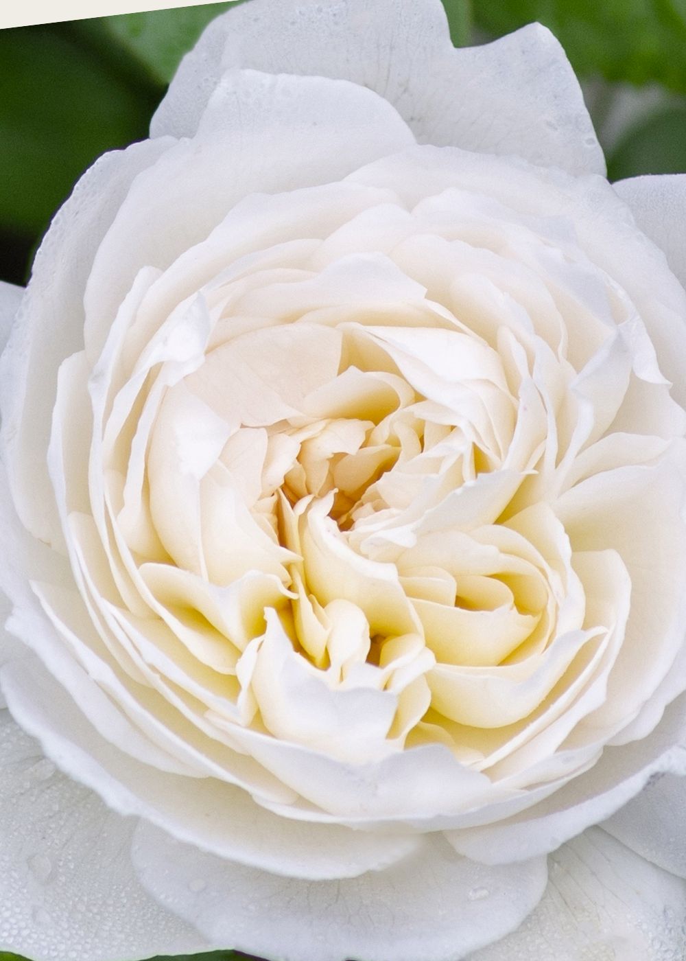 Bolero™ Rose Bare Root - Menagerie Farm & Flower