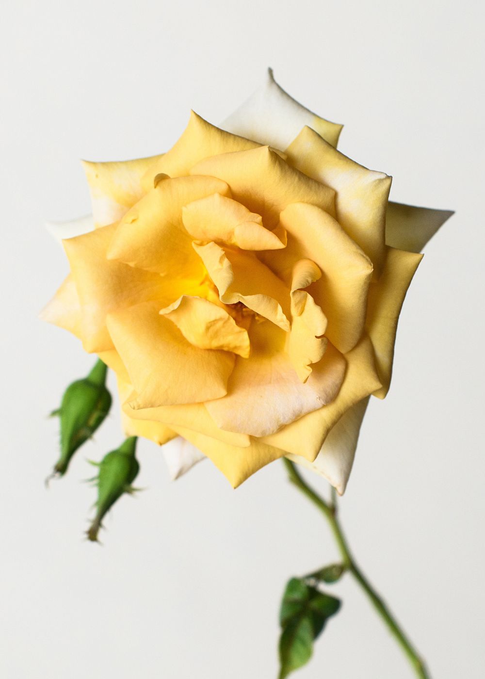 Butterscotch Climbing Rose Potted - Menagerie Farm &amp; Flower