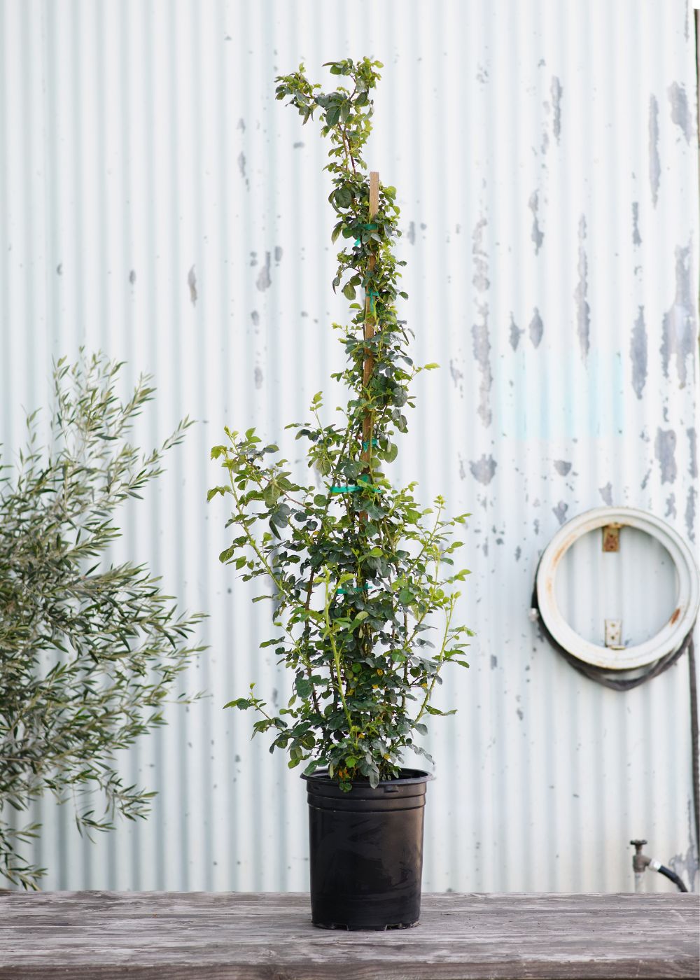 Butterscotch Climbing Rose Potted - Menagerie Farm &amp; Flower