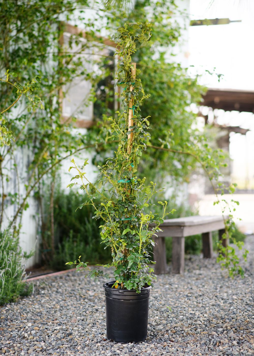 Butterscotch Climbing Rose Potted - Menagerie Farm &amp; Flower