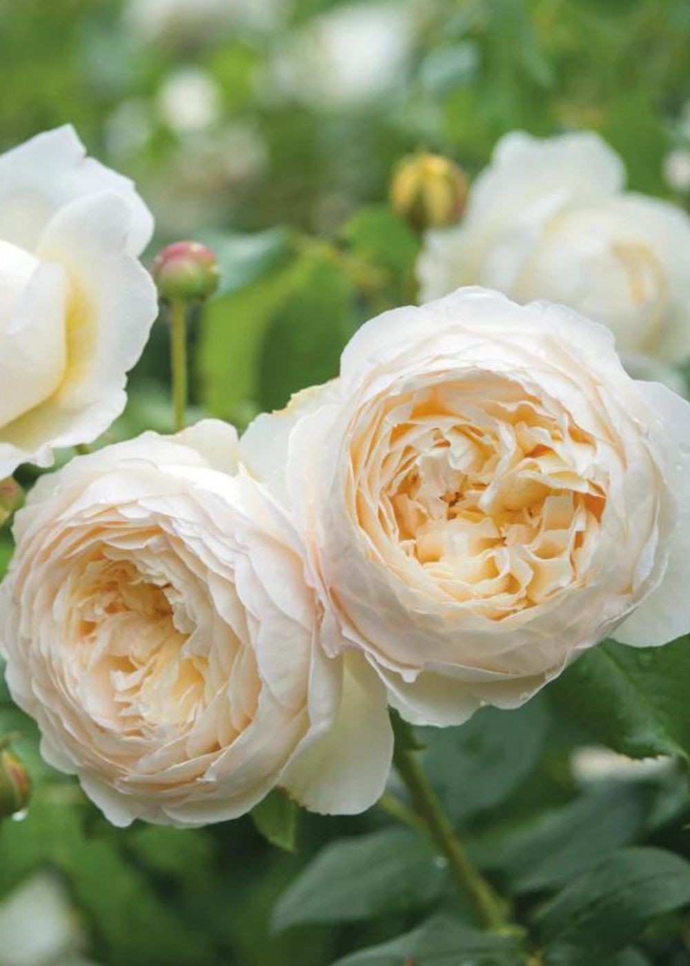 Claire Austin Climbing Rose Potted - Menagerie Farm &amp; Flower