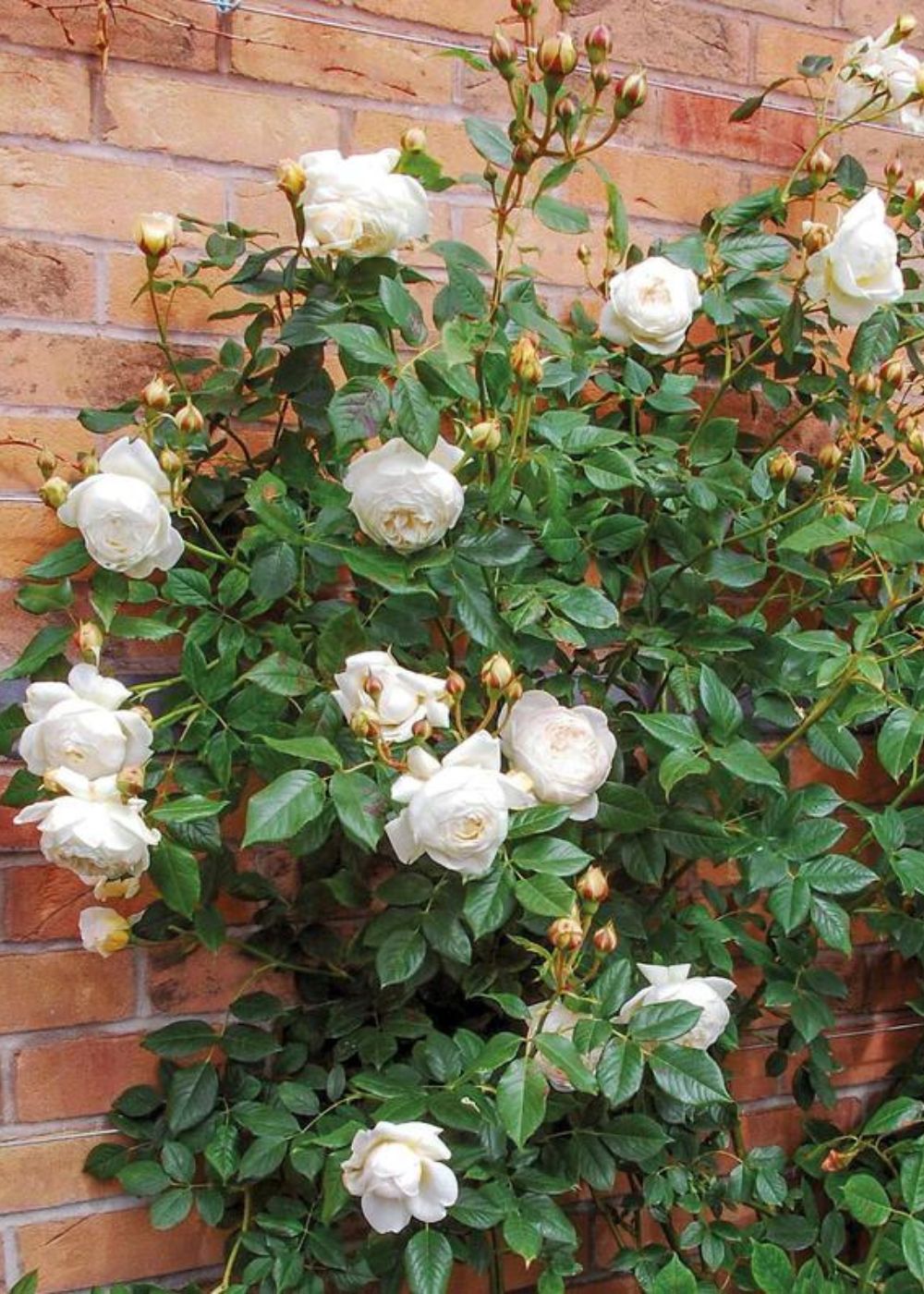 Claire Austin Climbing Rose Potted - Menagerie Farm &amp; Flower