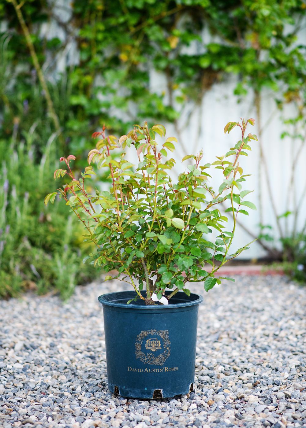 Claire Austin Climbing Rose Potted - Menagerie Farm &amp; Flower