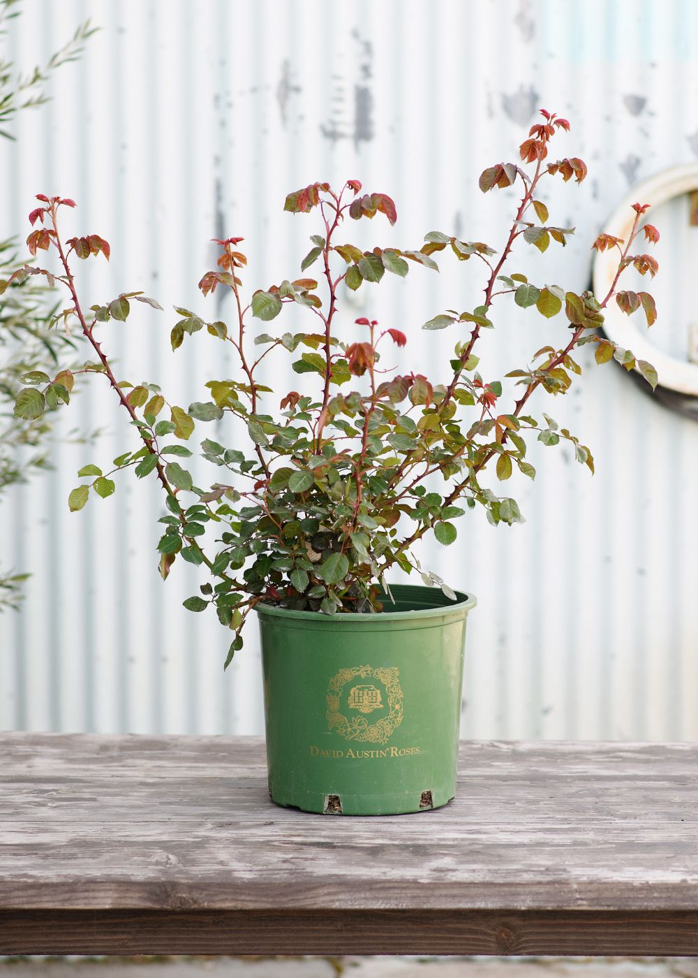 Claire Austin Climbing Rose Potted - Menagerie Farm &amp; Flower