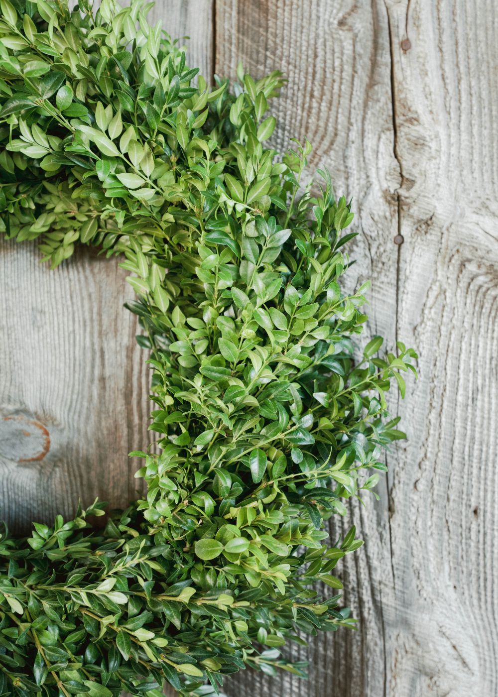 Classic Holiday Boxwood Wreath - Menagerie Farm &amp; Flower