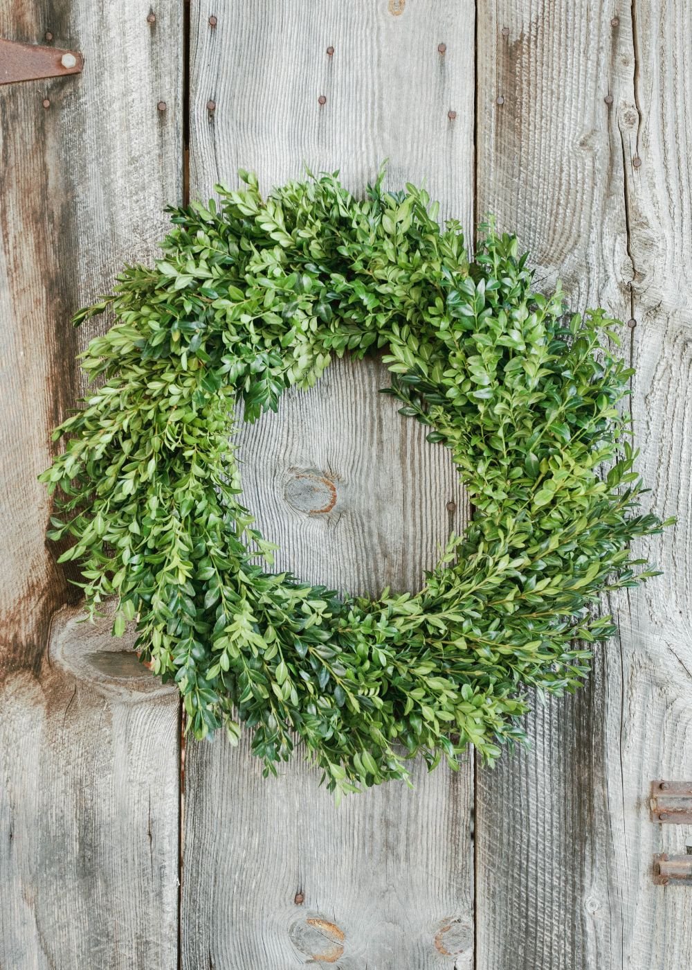 Classic Holiday Boxwood Wreath - Menagerie Farm &amp; Flower