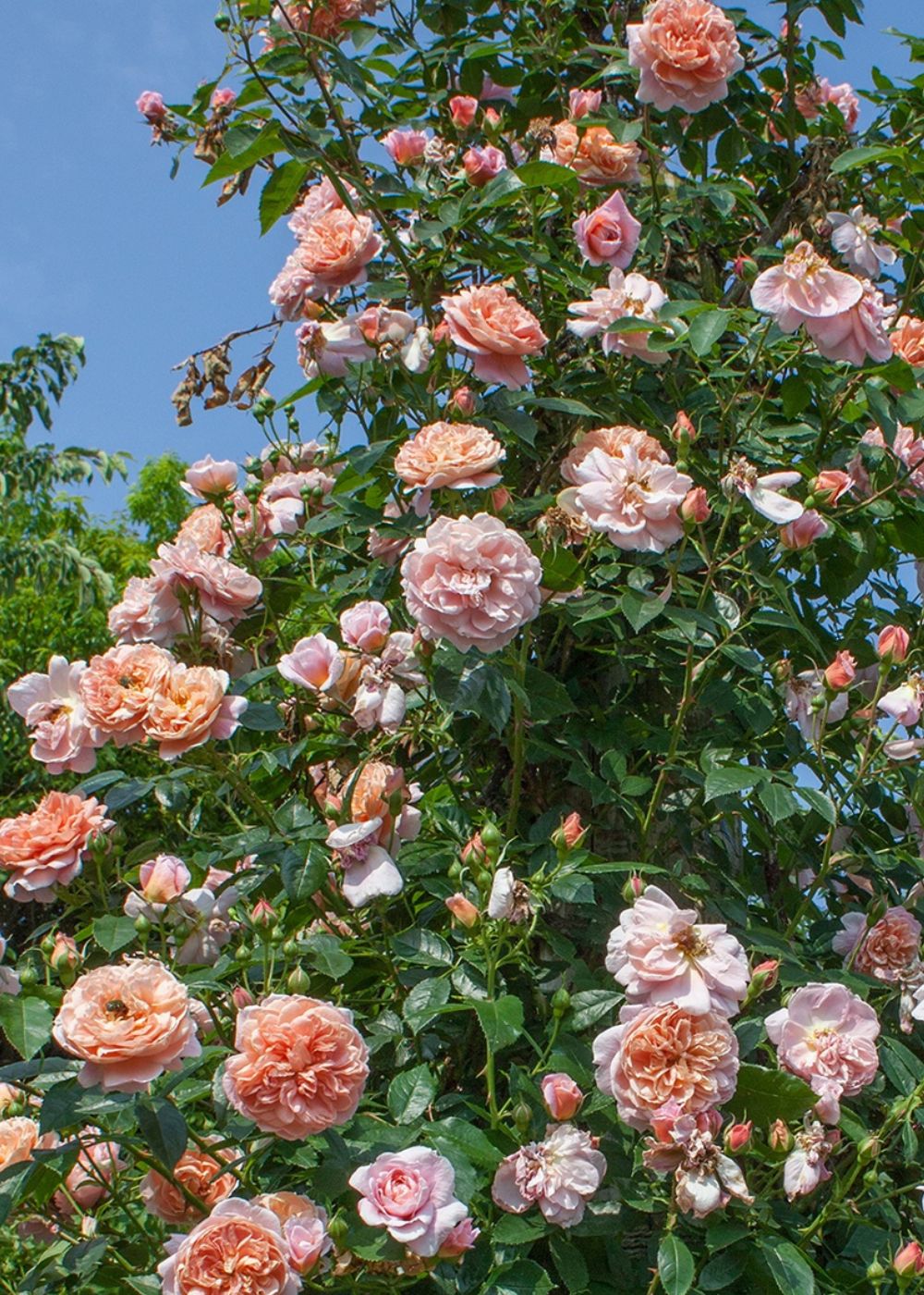 Colette™ Climbing Rose Potted - Menagerie Farm &amp; Flower