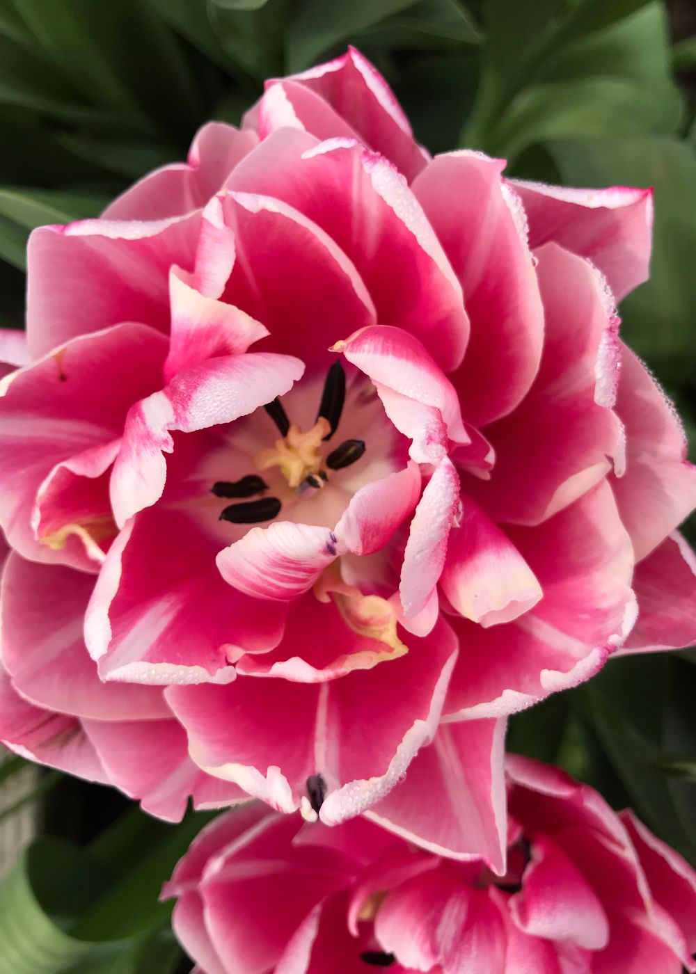 Columbus Tulip Bulbs - Menagerie Farm &amp; Flower