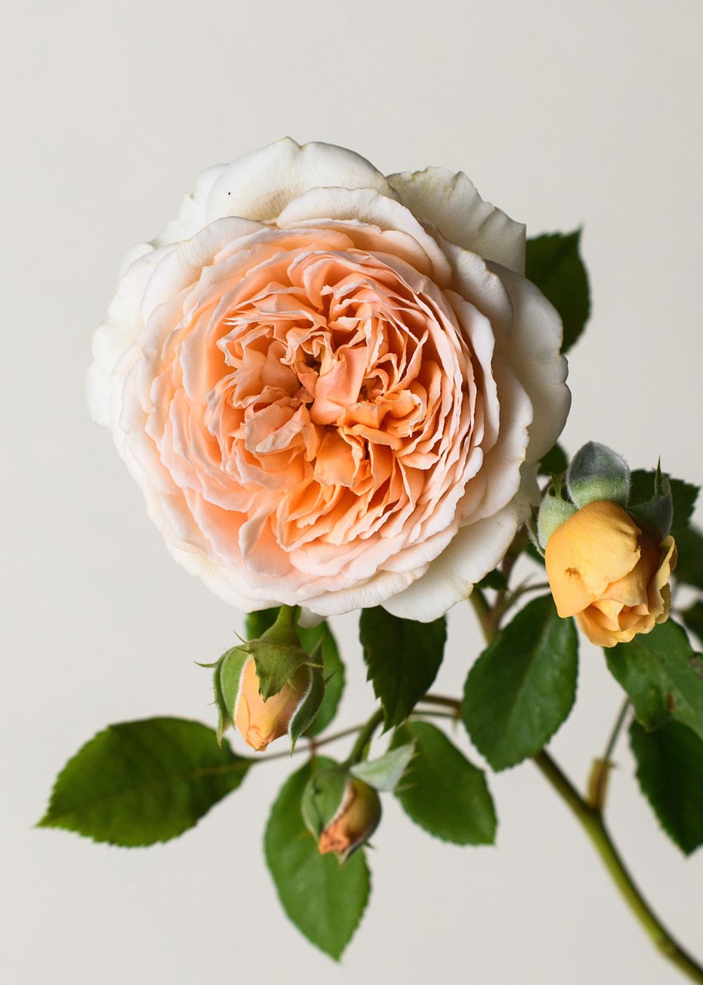 Crown Princess Margareta® Rose Bare Root - Menagerie Farm & Flower