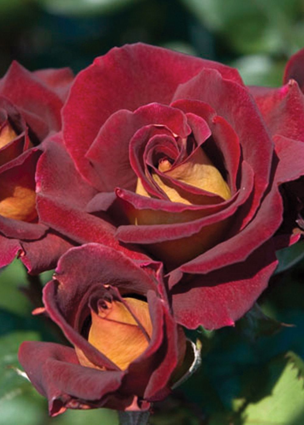 Dark Night™ Rose Bare Root - Menagerie Farm & Flower