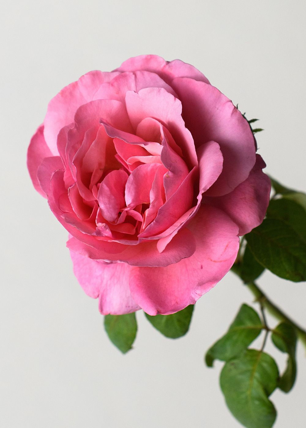 Dee-Lish® Rose Bare Root - Menagerie Farm & Flower