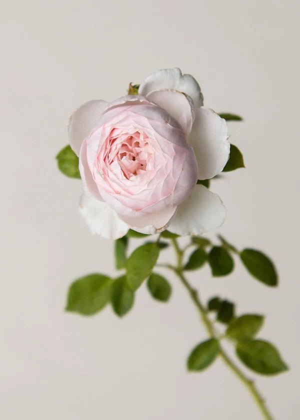 Earth Angel™ Parfuma® Rose Potted - Menagerie Farm &amp; Flower