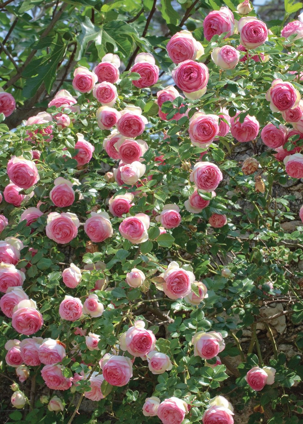 Eden Climber® Rose Bare Root - Menagerie Farm & Flower