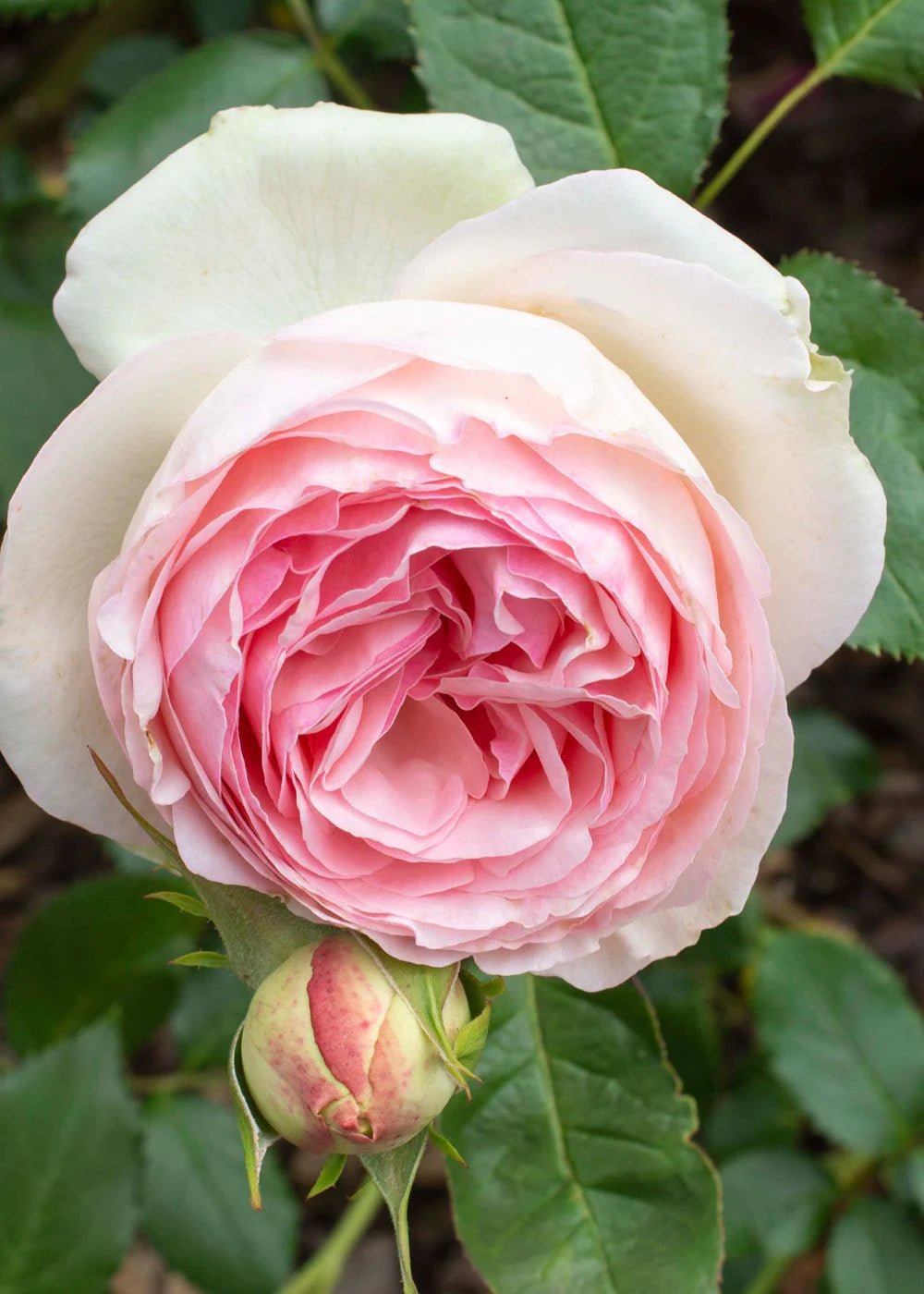 Eden Climber® Rose Potted - Menagerie Farm & Flower