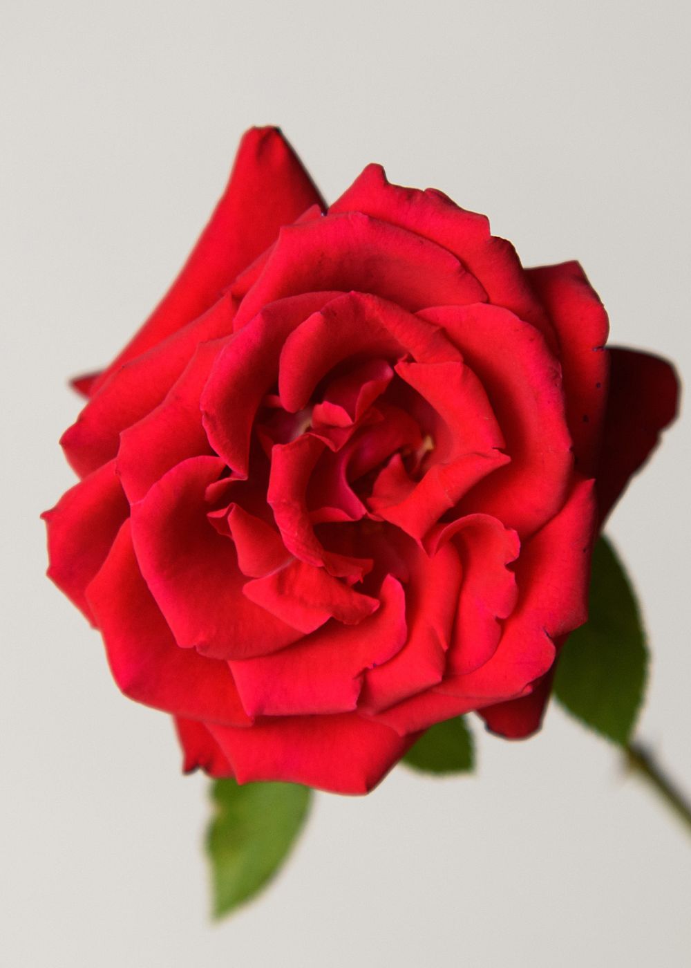 Eleganza® Grande Amore™ Rose Bare Root (Archived) - Menagerie Farm &amp; Flower