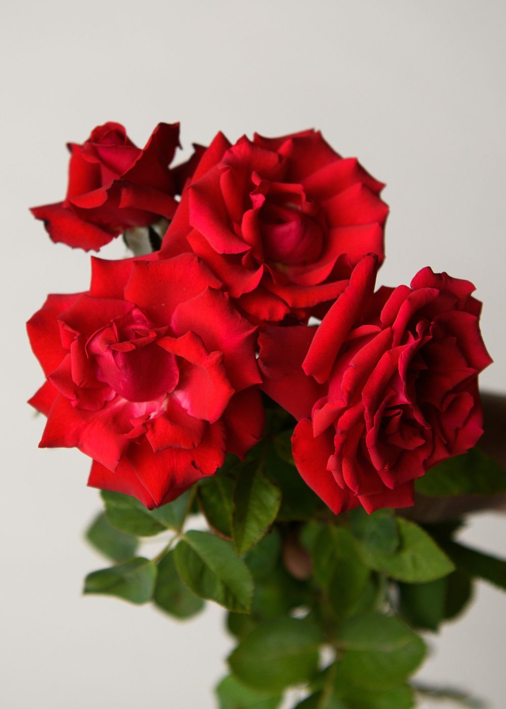 Eleganza® Grande Amore™ Rose Bare Root (Archived) - Menagerie Farm & Flower